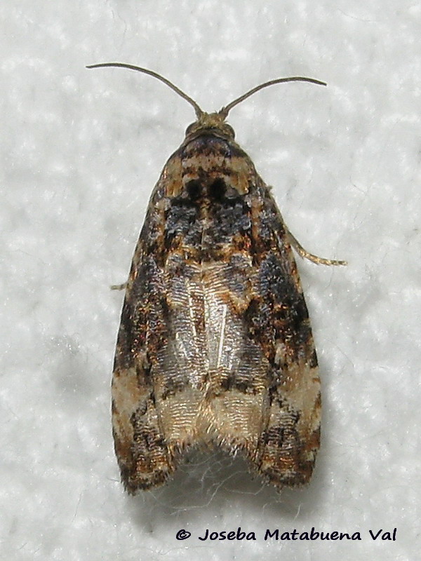 Endothenia marginana - Tortricidae